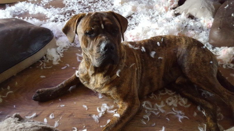 Main image for Is this the naughtiest dog in Barnsley?