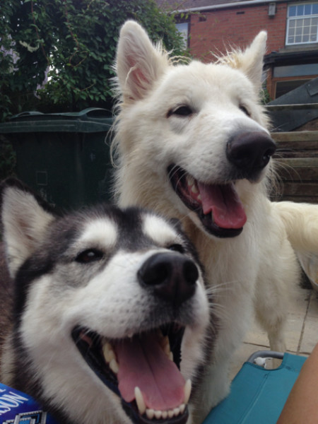 Main image for Beloved dogs stolen