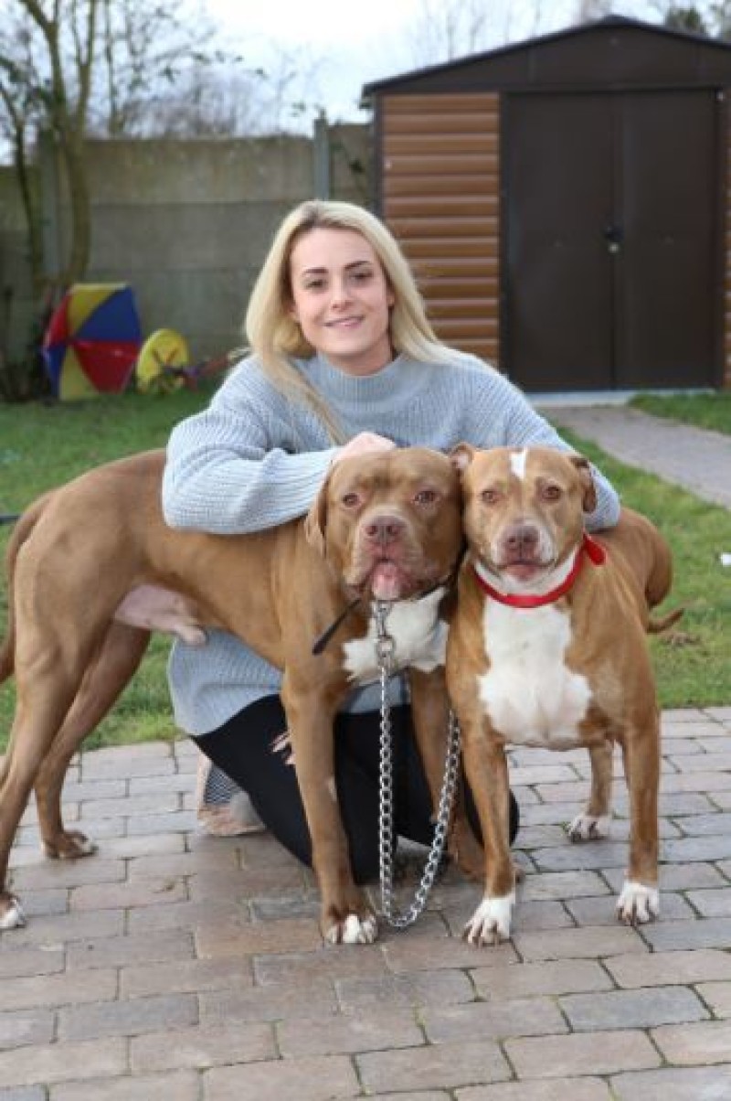 Main image for Police in dog house after delaying pets’ return