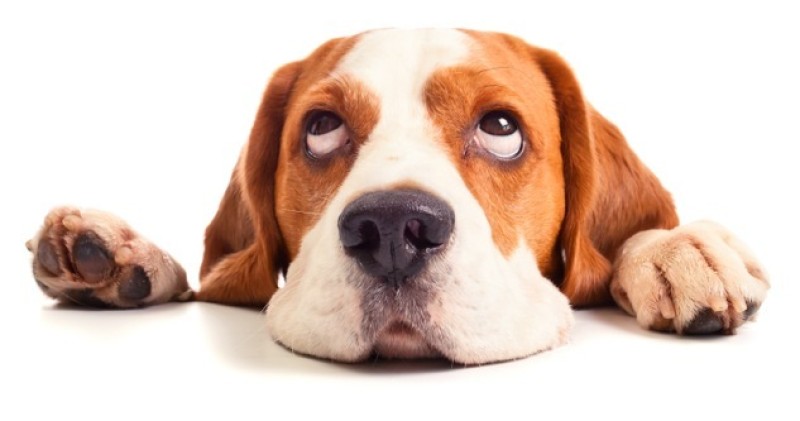 Main image for Puppy love call in search for dog ‘socialisers’