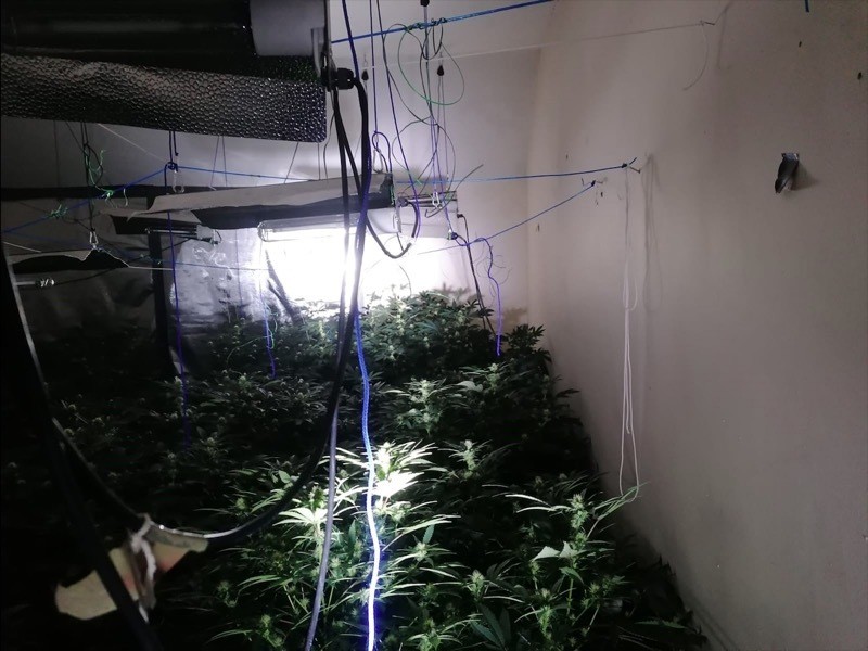 Main image for Cannabis plants arrest