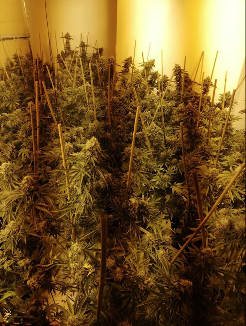 Main image for Three charged in major drugs haul