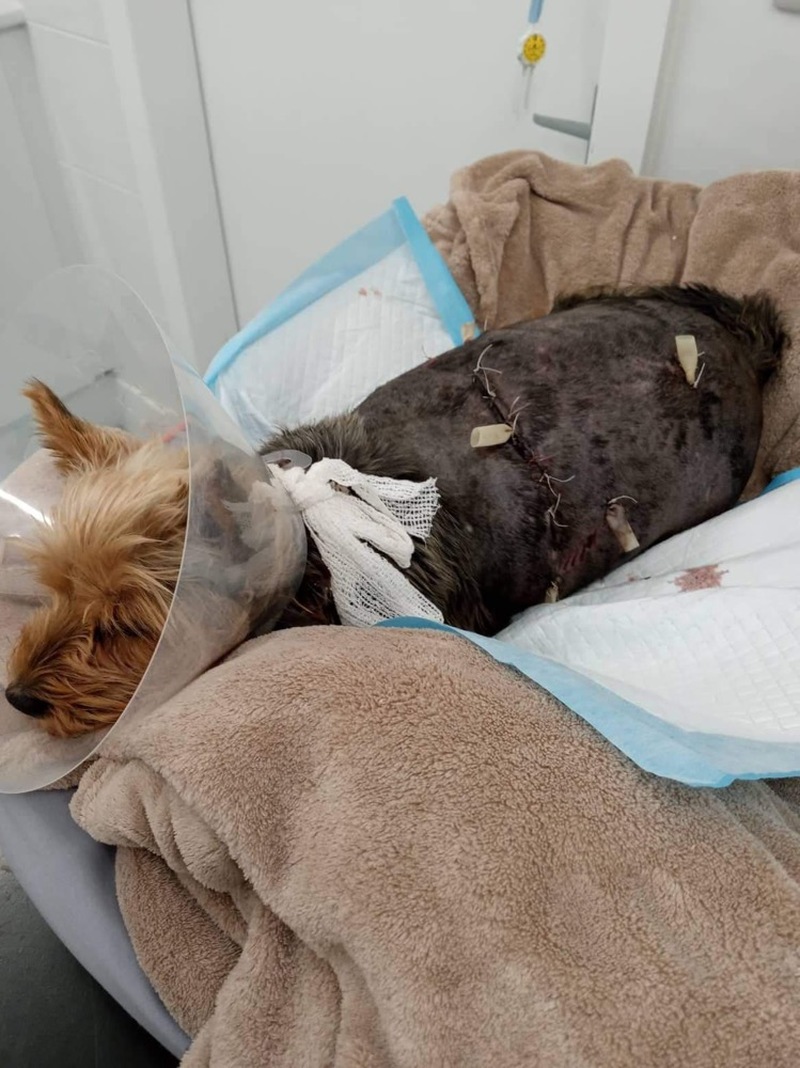 Main image for Shoppers shocked by town centre dog attack