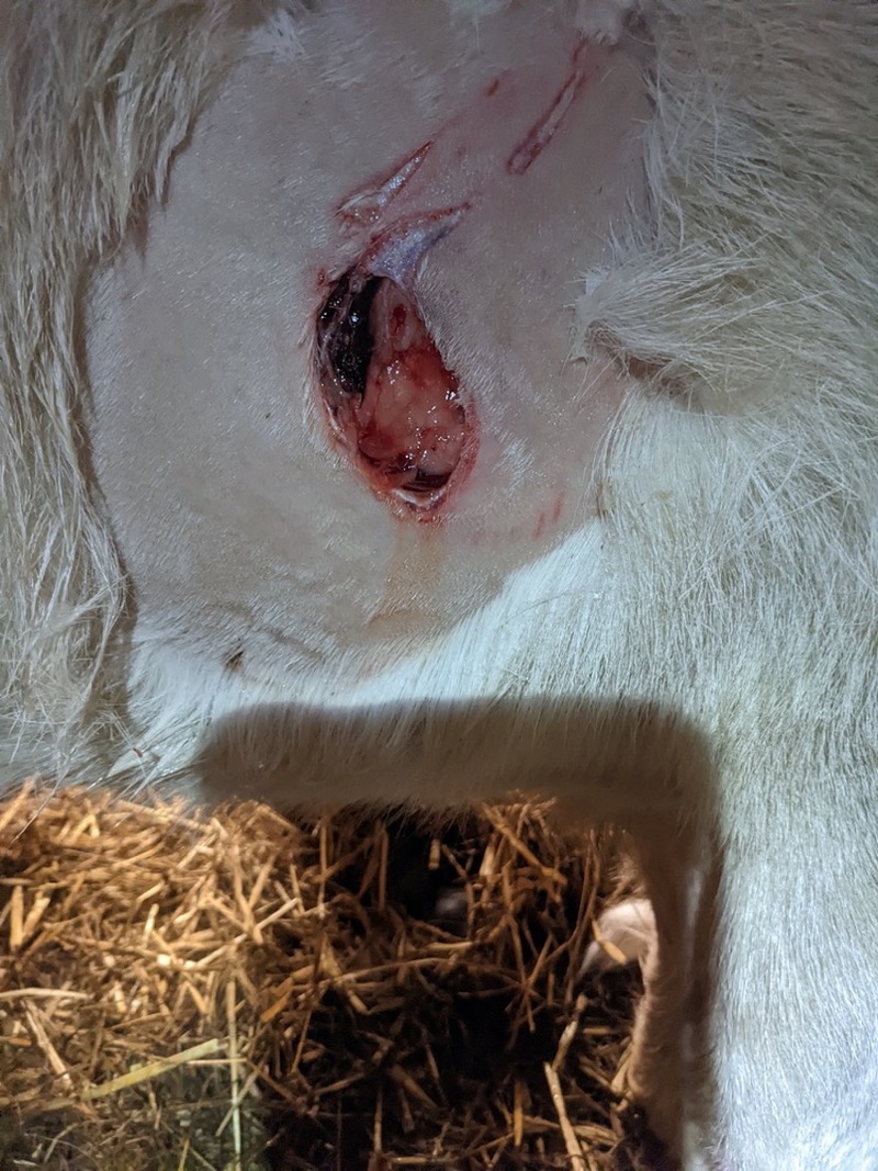 Main image for Calls for action on ‘killer’ dogs