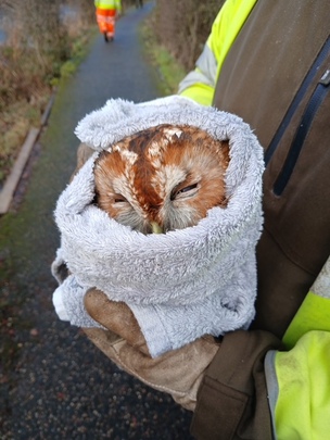 RESCUED: The owl which was saved on Royston Canal.