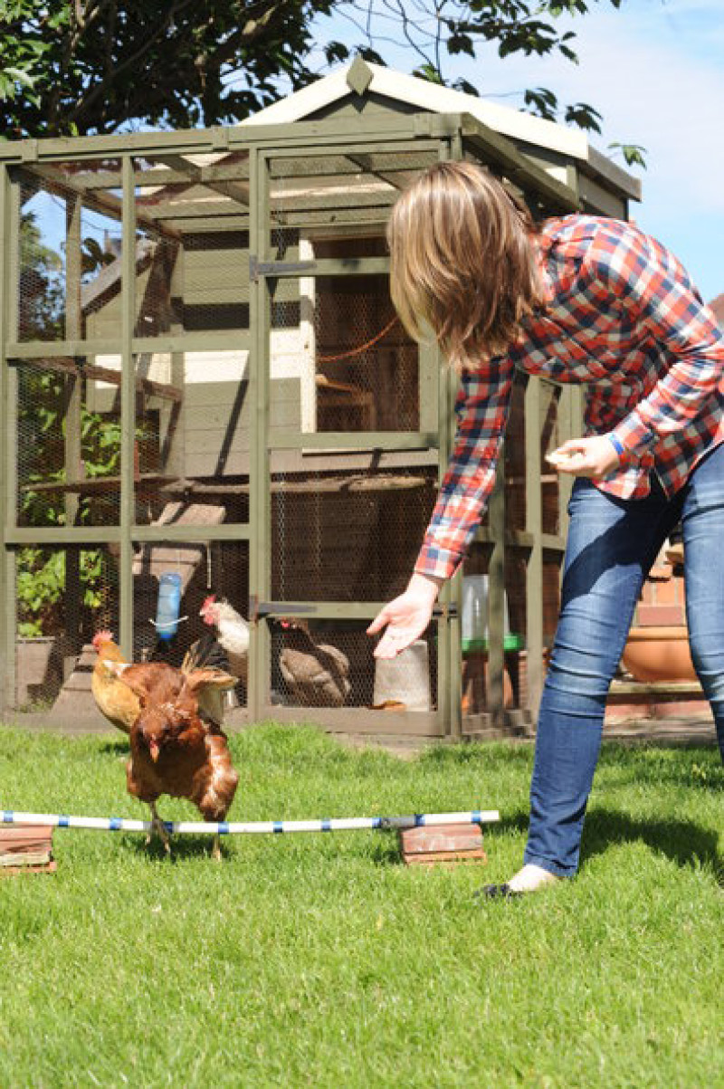 Main image for Meet Amber - the show jumping chicken