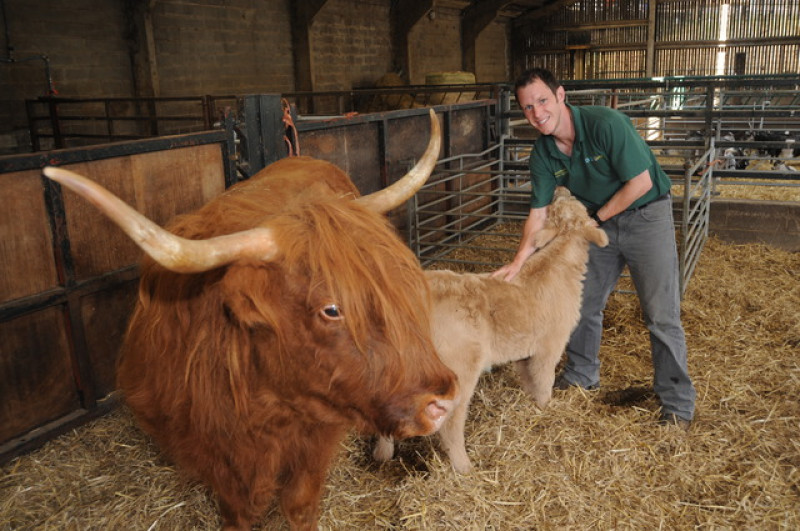 Main image for Caesarian surprise at Cannon Hall Farm