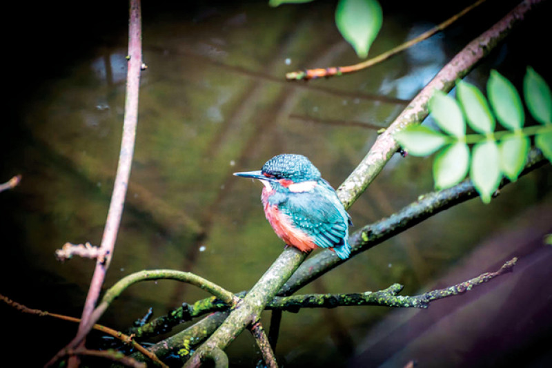 Main image for Feathered friend arrives at Mill