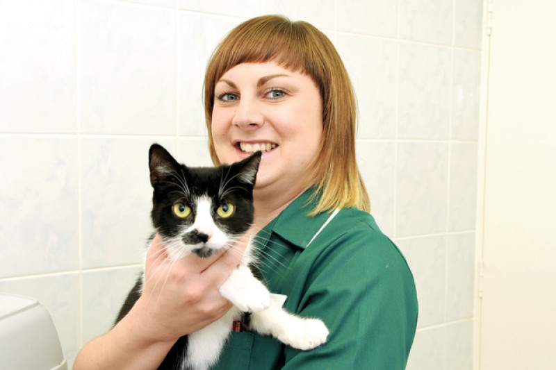 Main image for Dumped cats looking for new homes