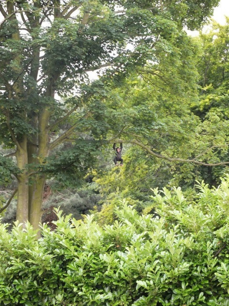 Main image for Wombwell's monkey causes a stir