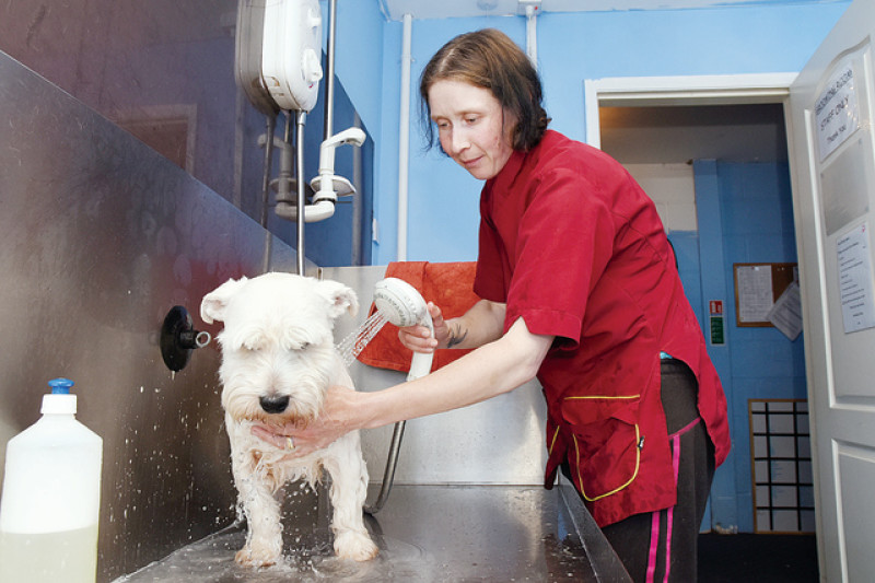 Main image for Barking world record attempt for doggy duo