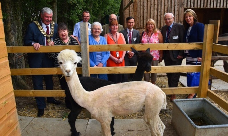 Main image for School welcomes alpacas