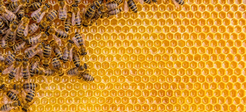 Main image for Beekeeper issues appeal after theft
