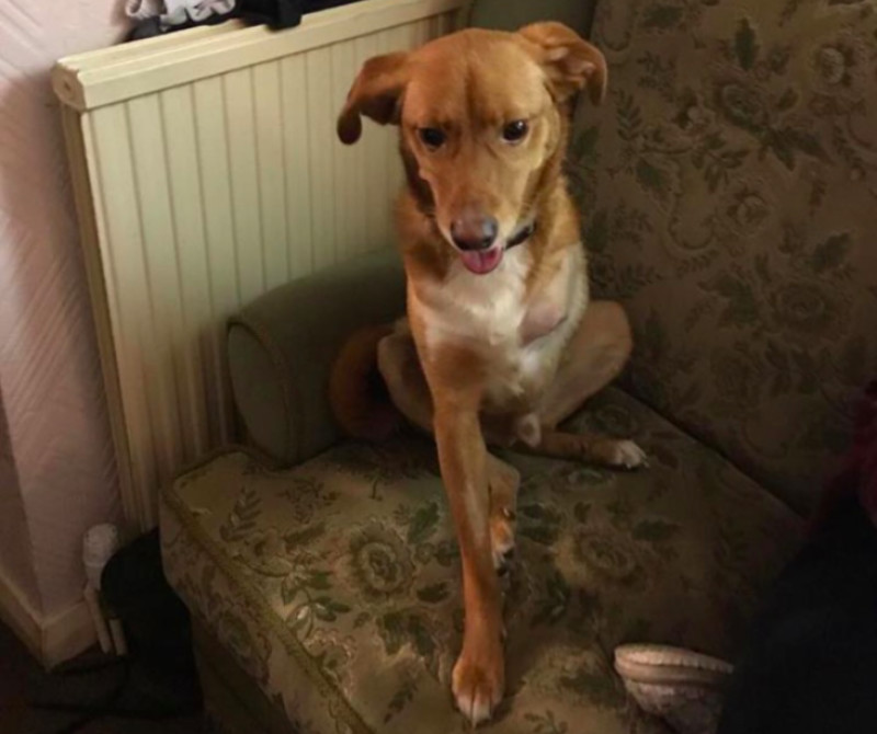 Main image for Search on for missing dog