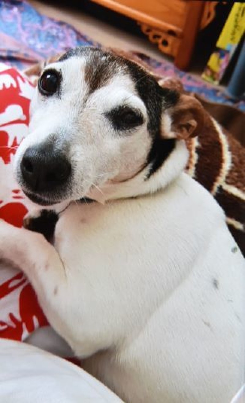 Main image for Dog walkers warned of suspected poisoning after death of Jack Russell