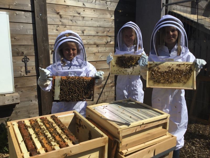 Main image for Pupils are well bee-hived
