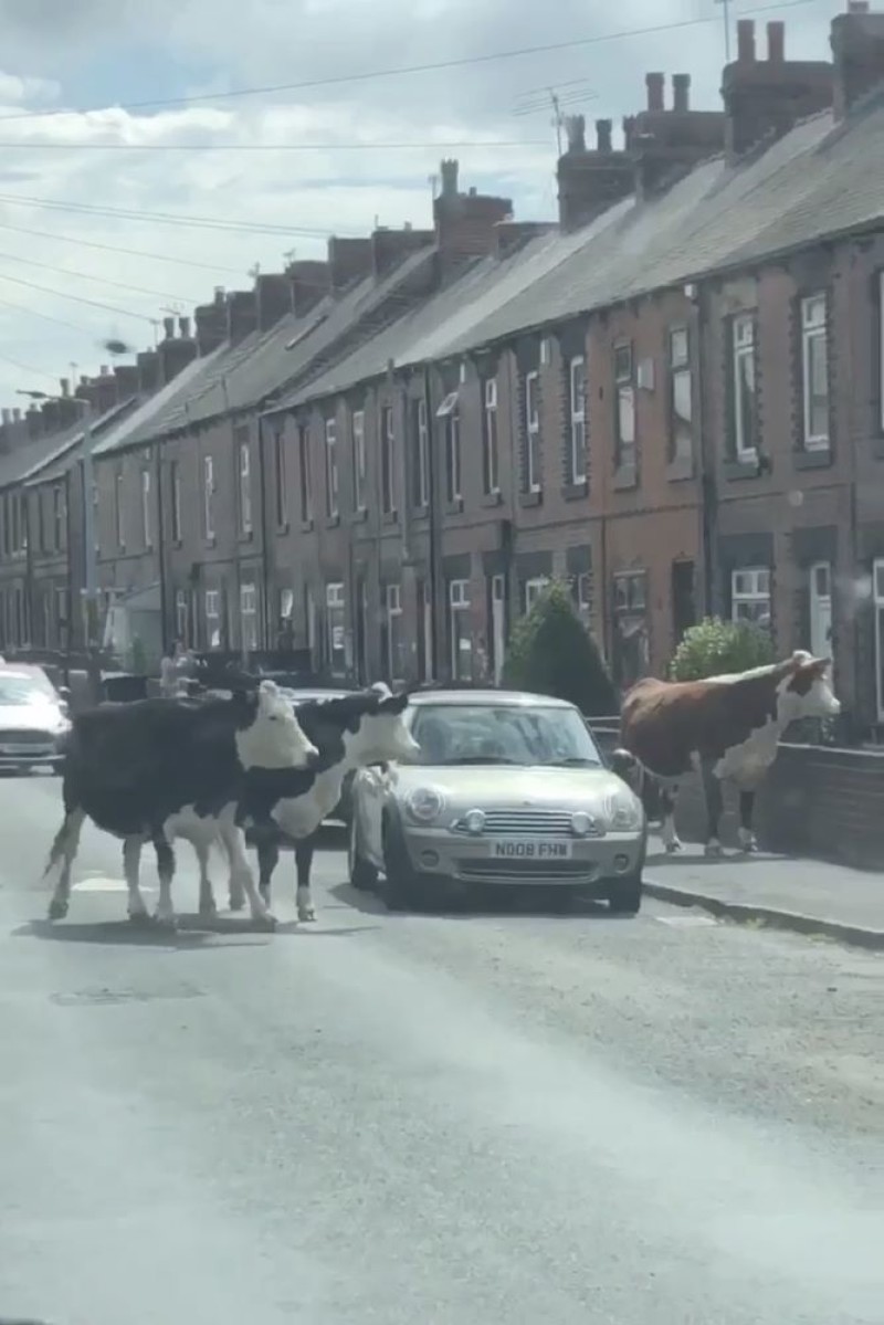 Main image for Cows on the loose
