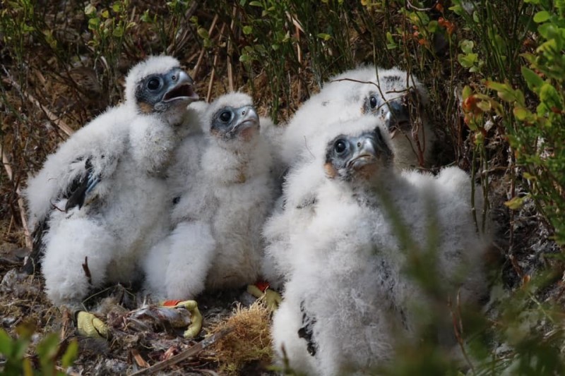 Main image for Birds of prey return to moorland