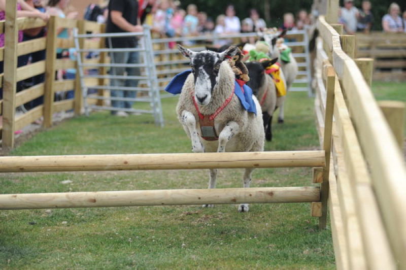 Main image for Woolly jumpers gear up for jubilee