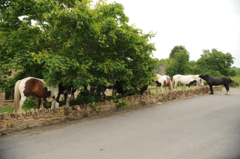 Main image for Horses on the loose around Worsbrough