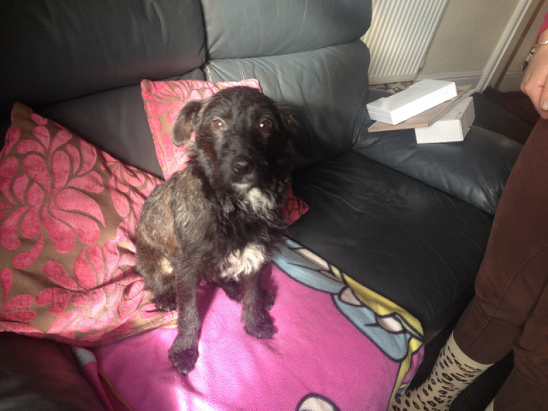 Main image for Man jailed after beating his dog
