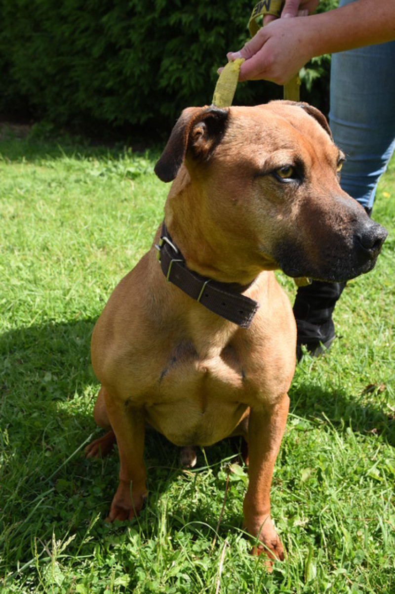 Main image for Mac looking for new home after six years in rescue