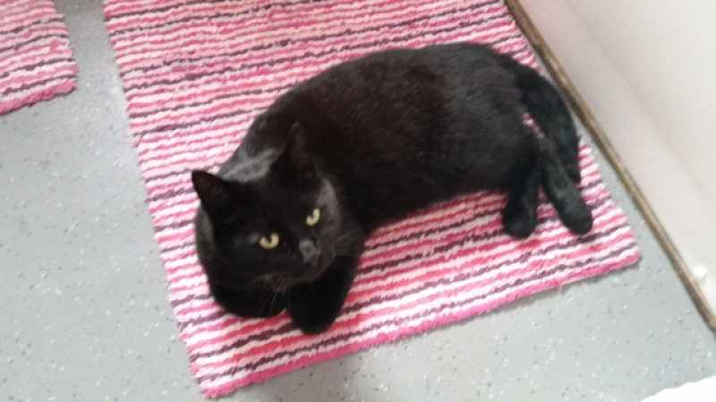 Main image for Pet poisoning fear for local family