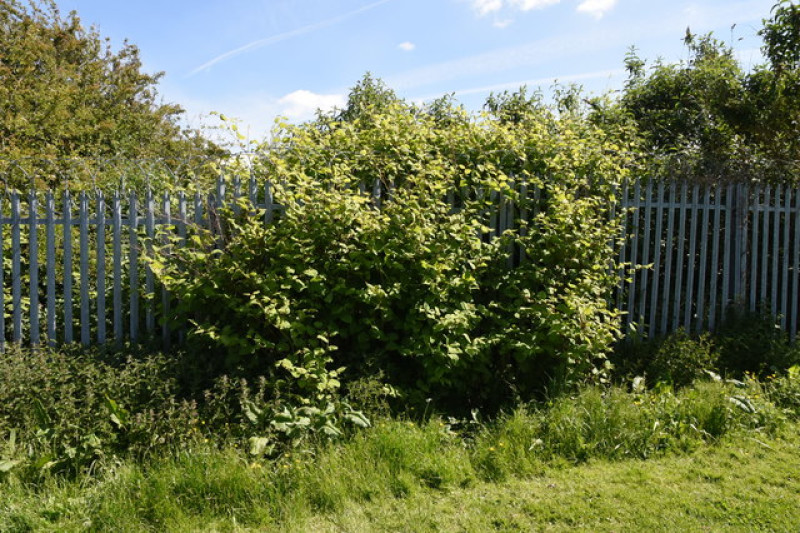 Main image for Urgent action needed for growing plant problem