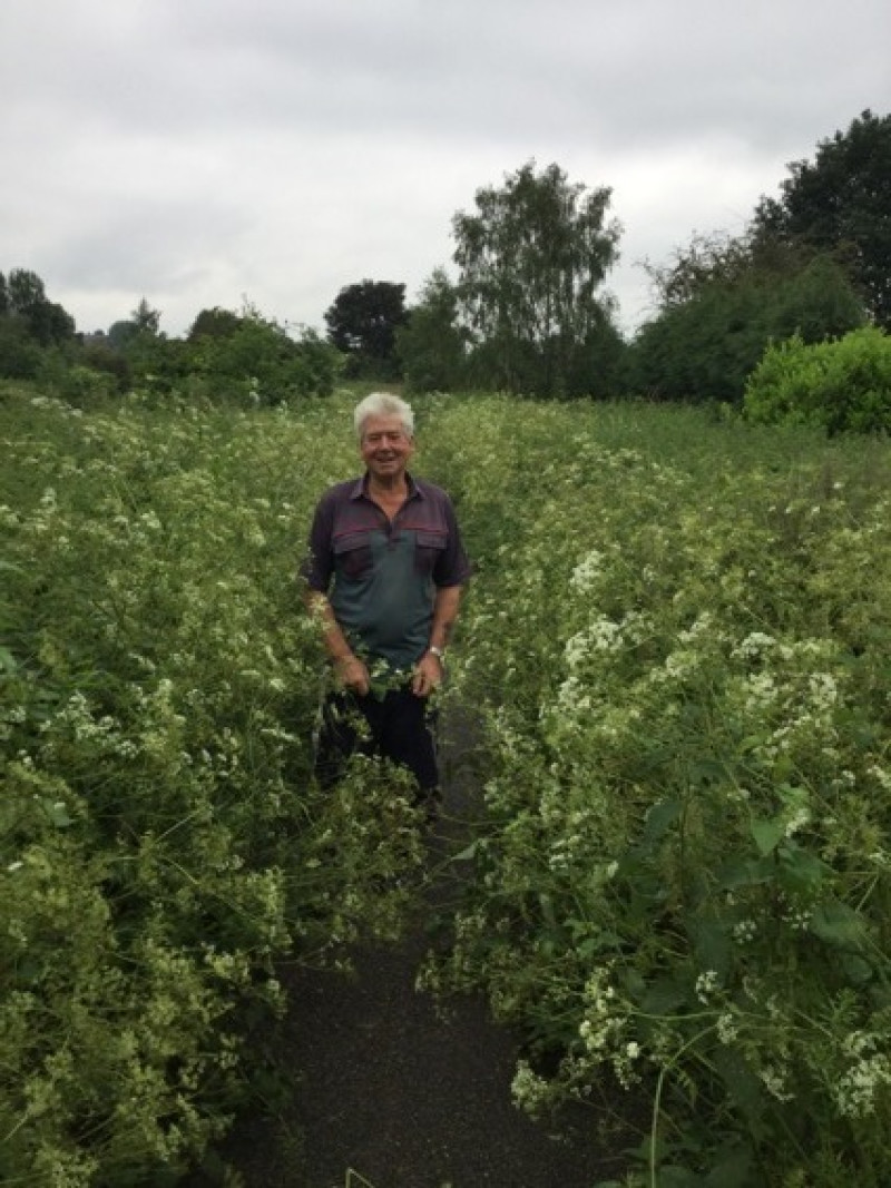 Main image for Council will cut back overgrown footpath