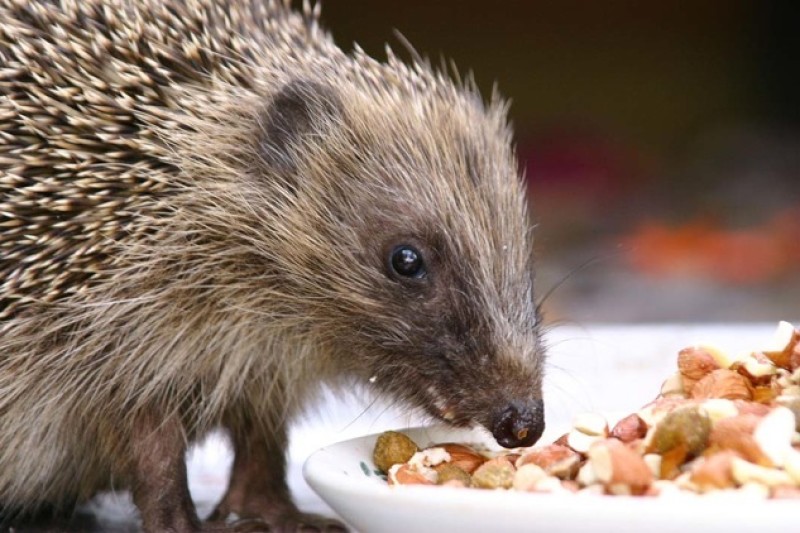 Main image for Hedgehogs offered safe haven