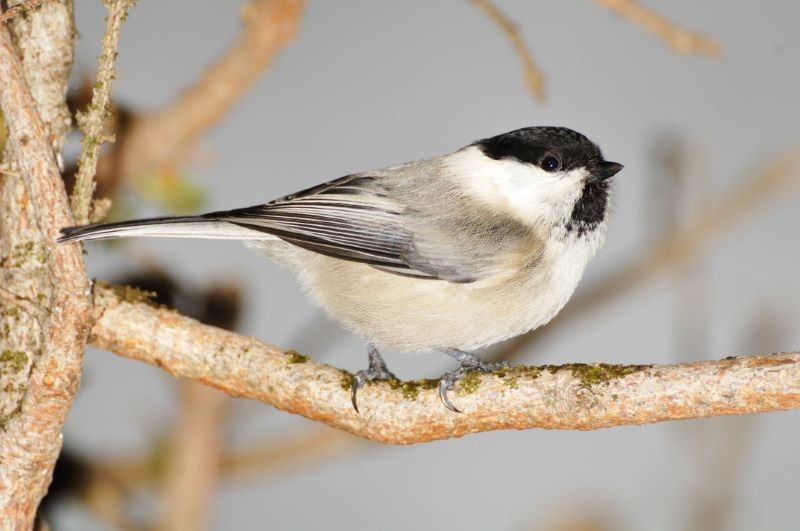 Main image for Barnsley is playing a vital role in keeping tit species alive