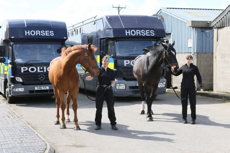 Main image for Horses go full circle back to Ring Farm