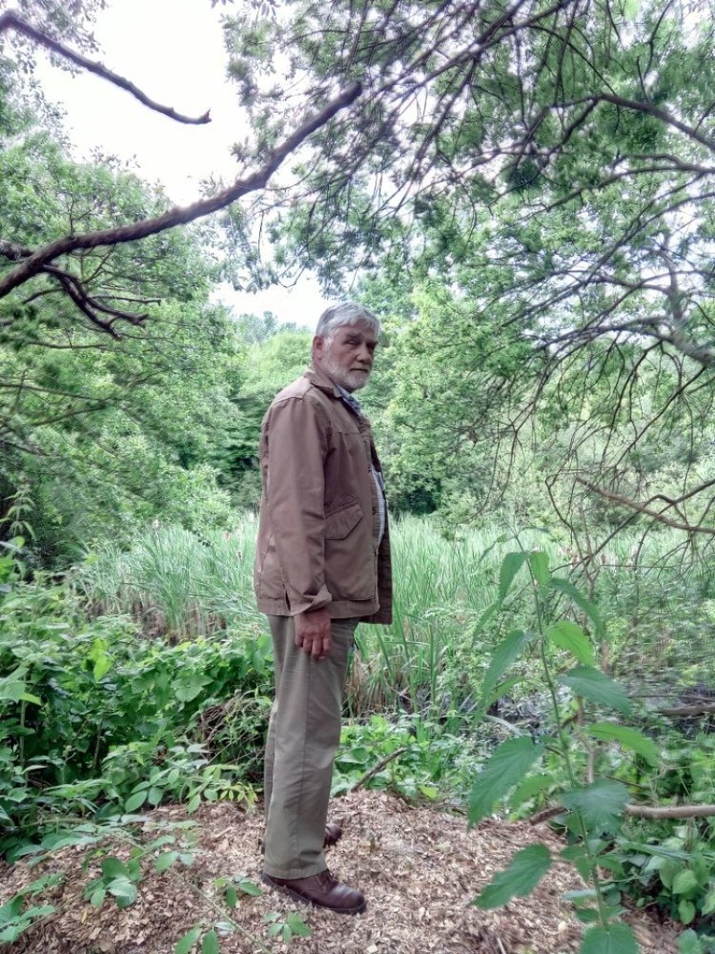 Main image for Neglected woodland could become haven for wildlife