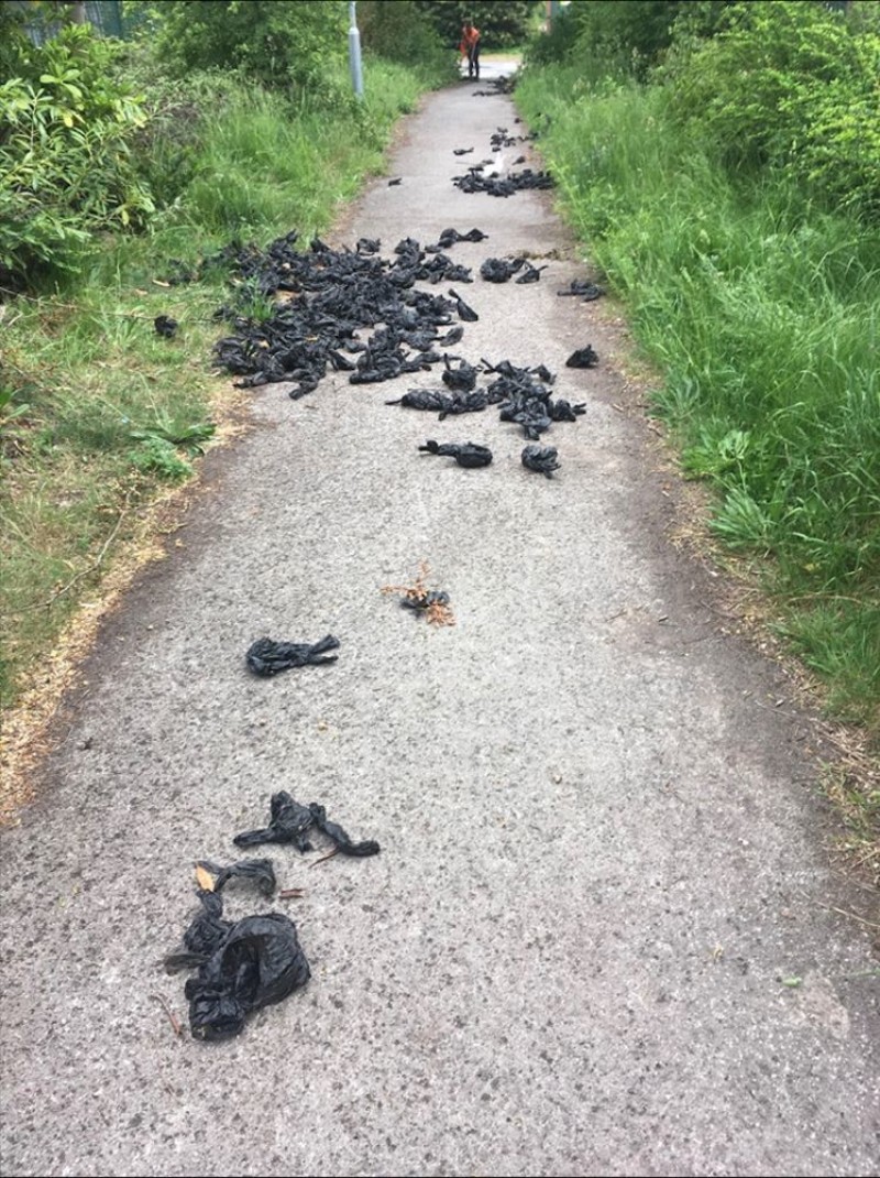 Main image for 500 bags of dog dirt picked up