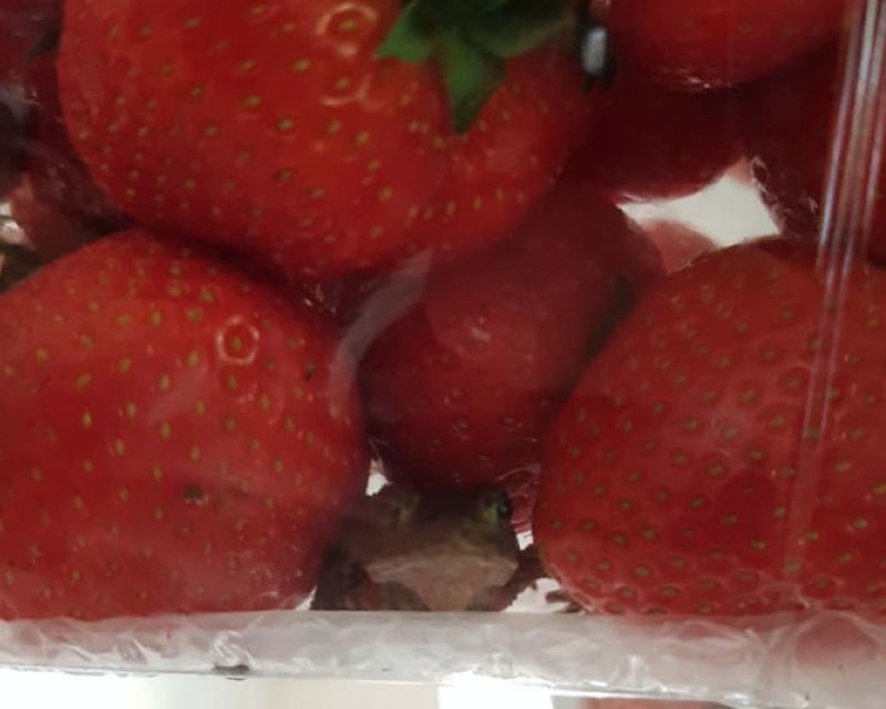 Main image for Strawberries and scream as Leanne finds little visitor