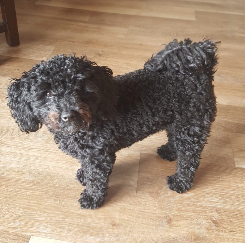 Main image for Pup mauled by ‘out-of-control’ dog