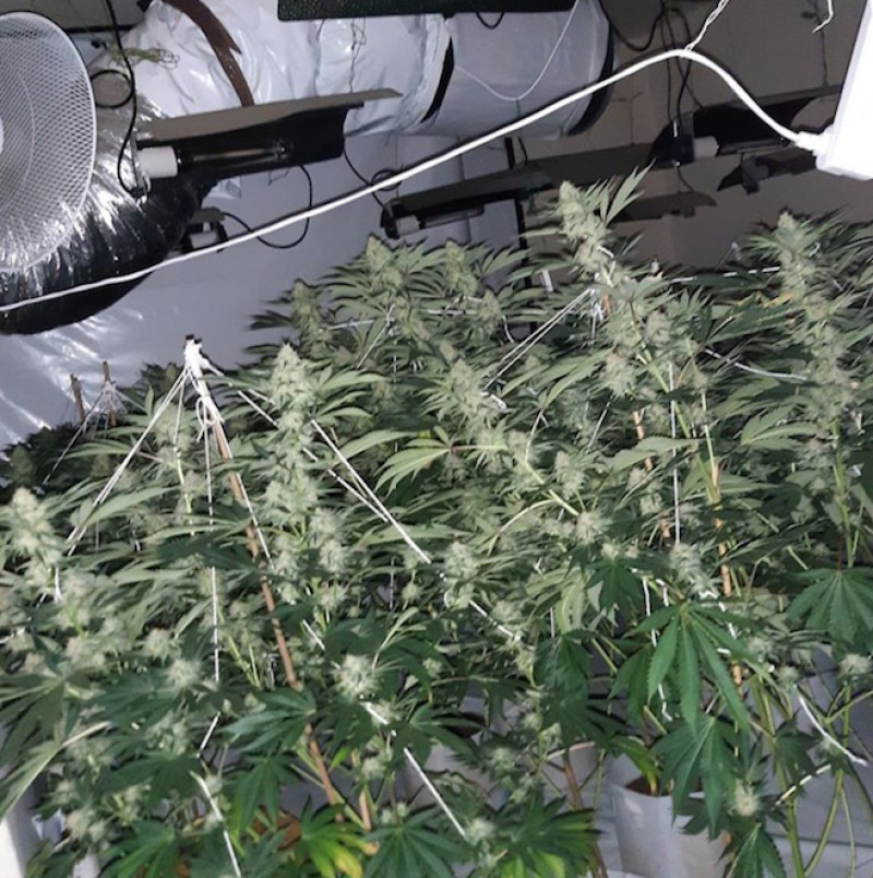 Main image for Drug warrants executed across Barnsley
