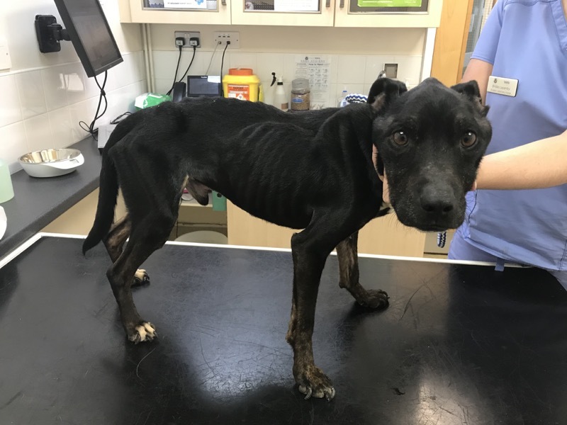 HEARTBREAKING: Tommy weighed just 8kg when he was found.