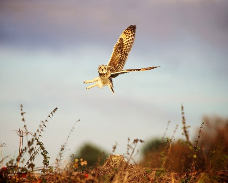 Main image for Owls have a hoot at Barnsley nature reserve