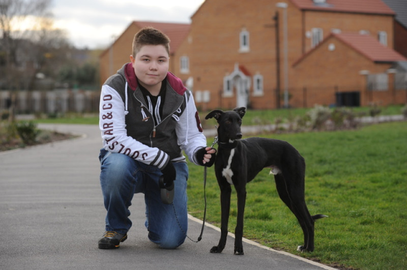 Main image for New home for dog branded 'house destroyer'