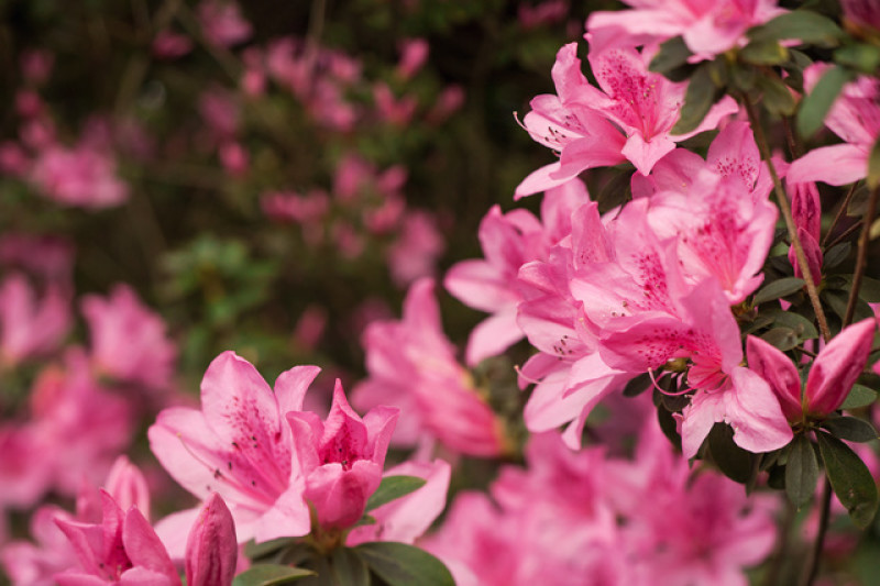 Main image for Blooming lovely plan for town centre