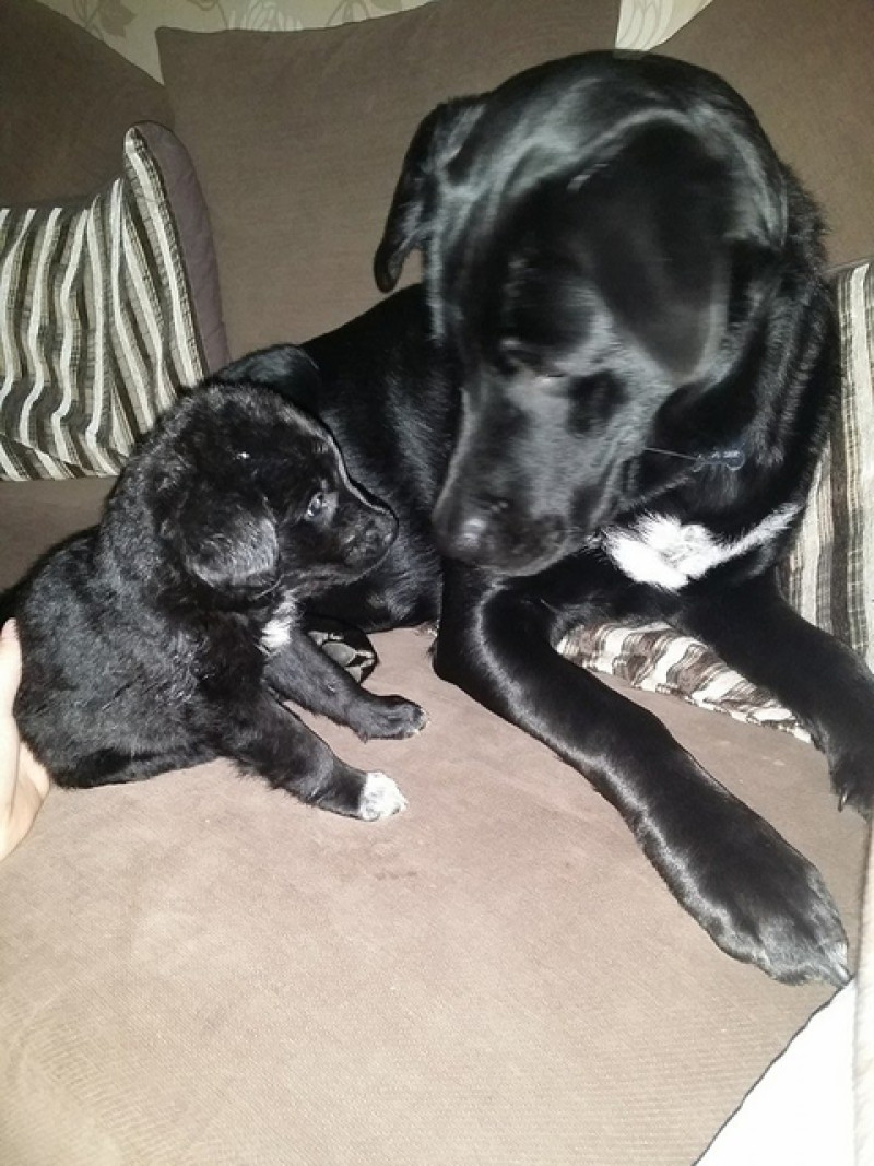Main image for Warning issued after puppies die
