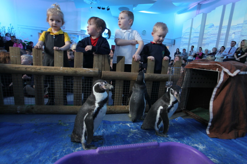 Main image for Kids learn about feathered friends