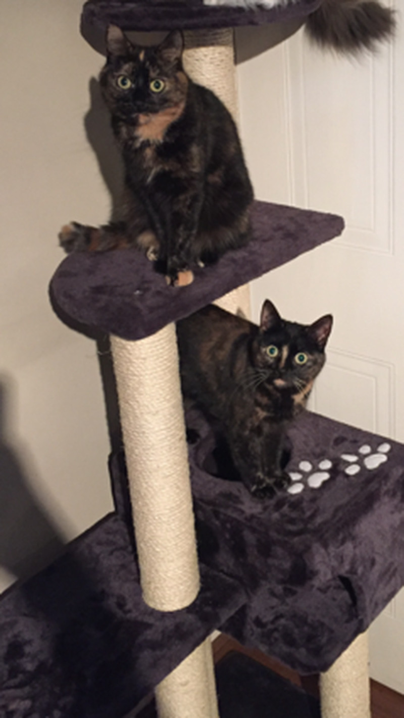 Main image for Cats gunned down in Athersley