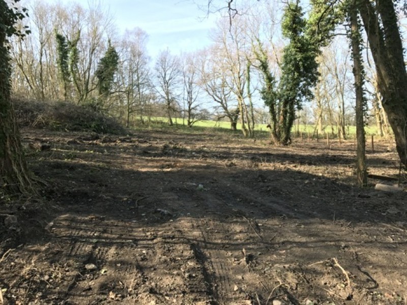 Main image for Council taking action over illegal tree cutting allegations