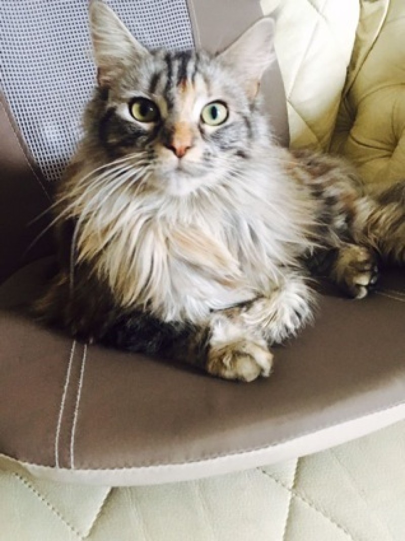 Main image for Cat owner believes pet was poisoned