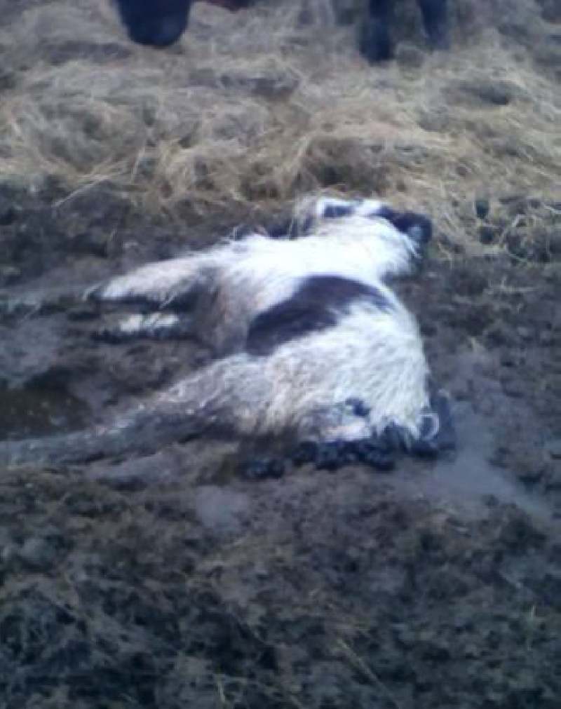 Main image for RSPCA ‘could do more’ to save horses lives