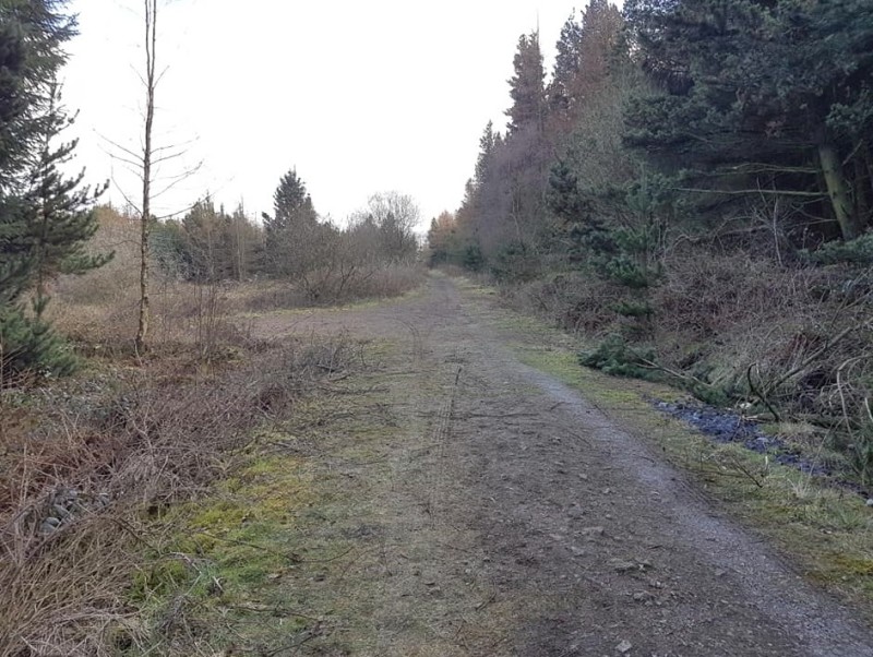 Main image for Prosecution threat for organisers of woodland rave