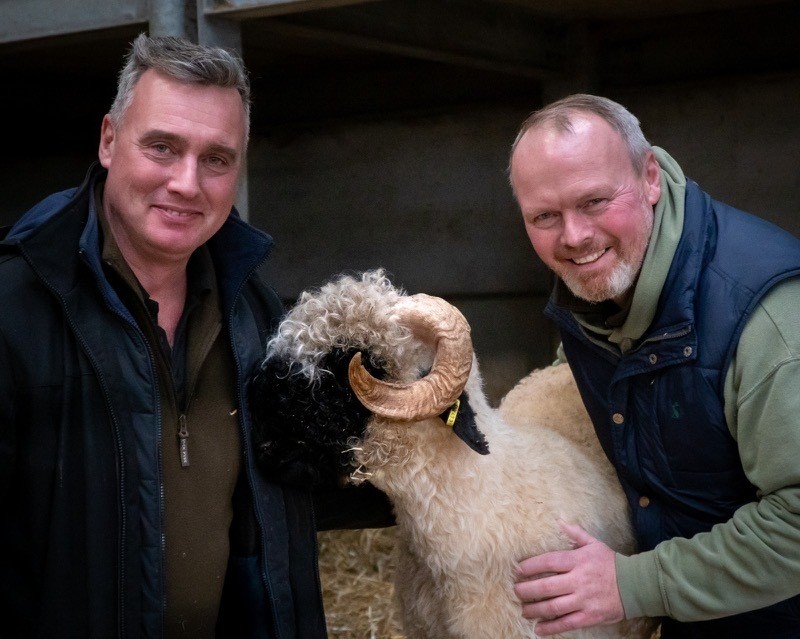 Main image for Rare Swiss sheep given new home in Barnsley