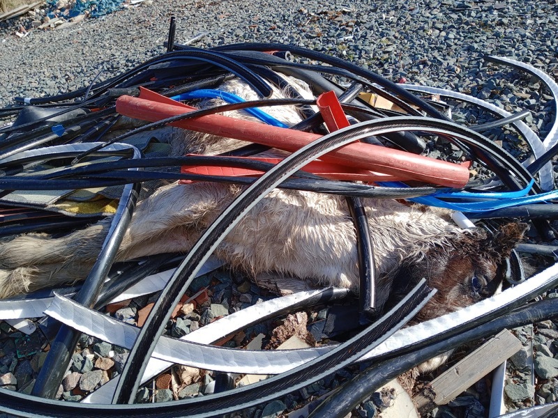 DISTRESSING: The dumped dead foal.